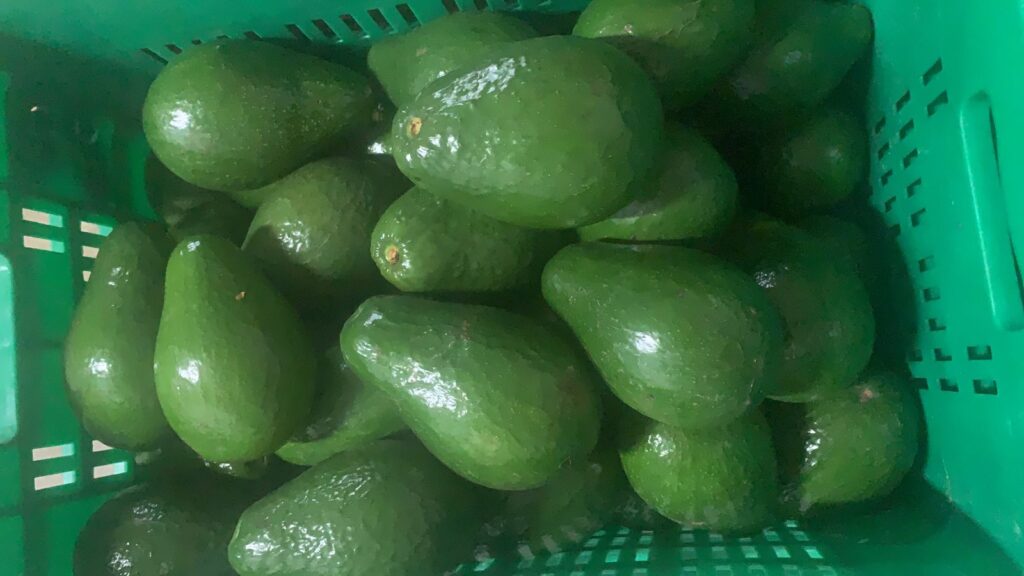 Aguacates